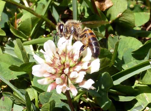 Clover with honeybee