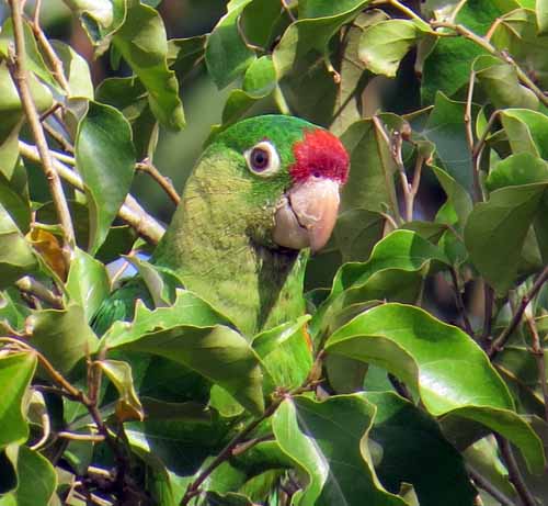 Crimson-fronted parakeet in Colpachi