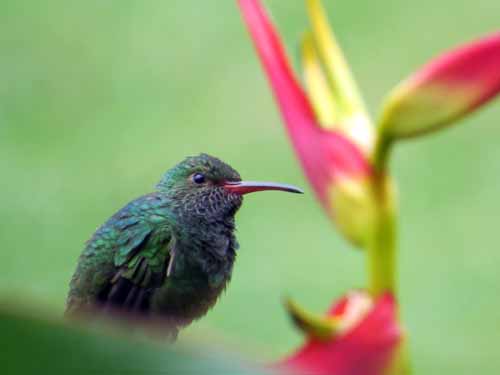 Hummingbird with heliconia