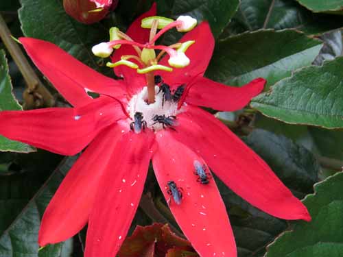 Red Passiflora with stingless bees