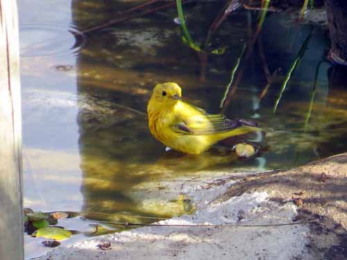Yellow warbler bathing in pond