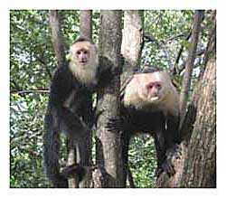 Monkeys at Playa Dona Ana