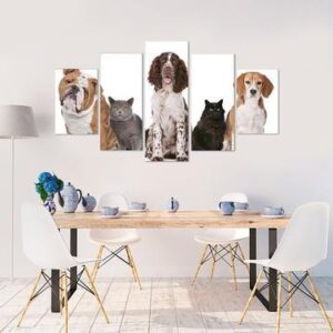 Cats And Dogs Frontal - Animal 5 Panel Canvas Art Wall Decor