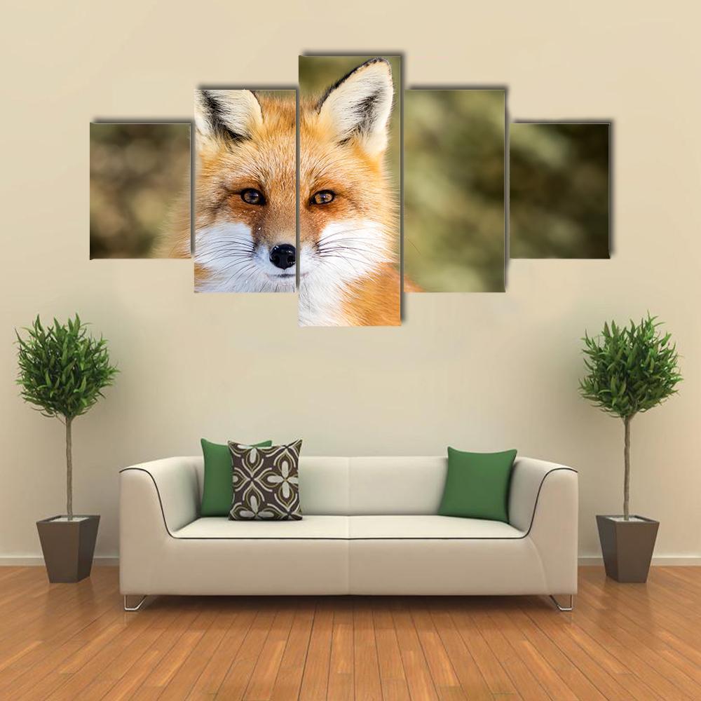 Red Fox Vulpes Sitting Up At Attention - Animal 5 Panel Canvas Art Wall Decor Red Fox Vulpes Sitting Up At Attention - Animal 5 Panel Canvas Art Wall Decor